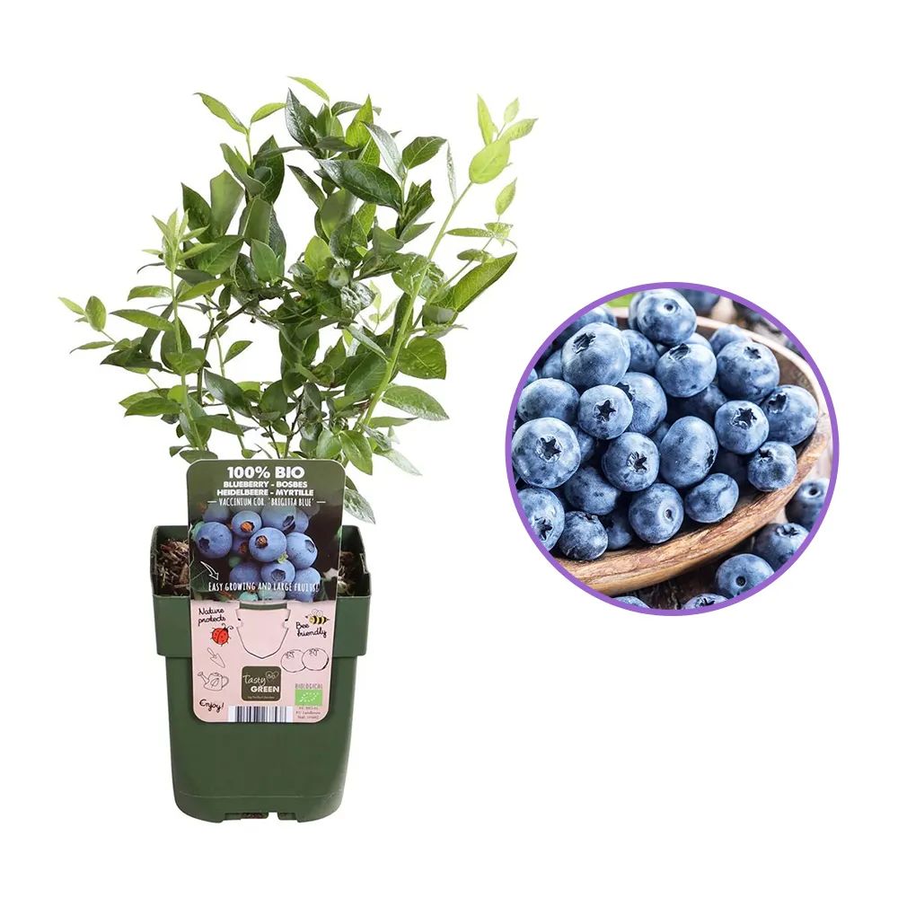 Afin Brigitta Blue (Vaccinium corymbosum), cu fructe ferme dulci-acrisoare, an 1 pe rod