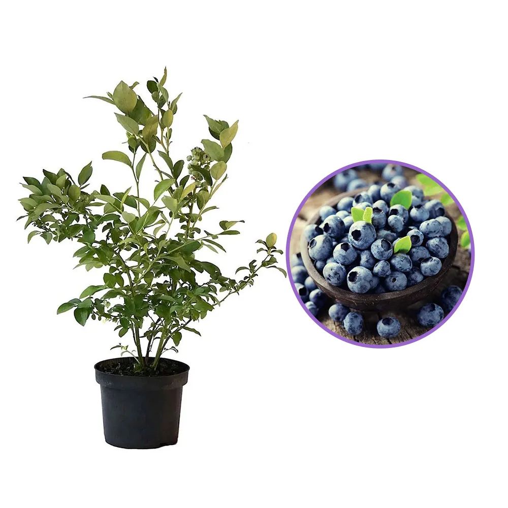 Afin Duke (Vaccinium corymbosum), cu fructe dulci, an 1 pe rod