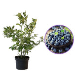 Afin Duke (Vaccinium corymbosum), cu fructe dulci, an 1 pe rod