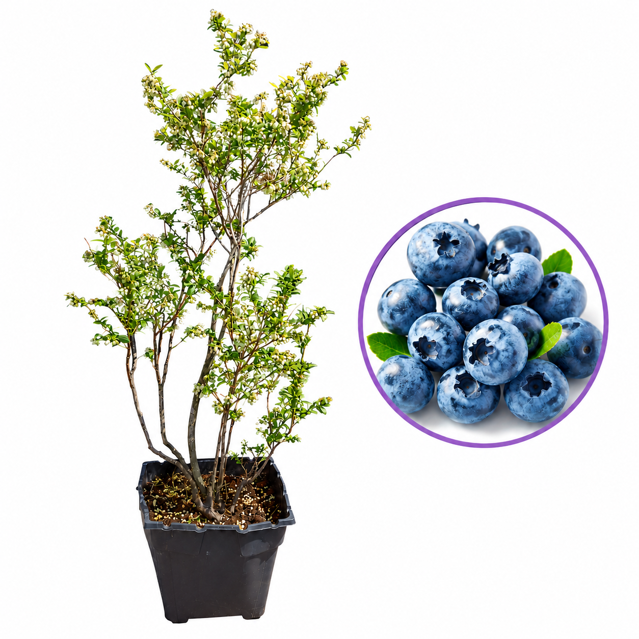 Afin Duke (Vaccinium corymbosum), afin american productiv, fructe mari, coacere timpurie, an 6 pe rod - 150 cm