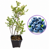 Afin Duke (Vaccinium corymbosum), afin american productiv, fructe mari, coacere timpurie, an 6 pe rod - 150 cm