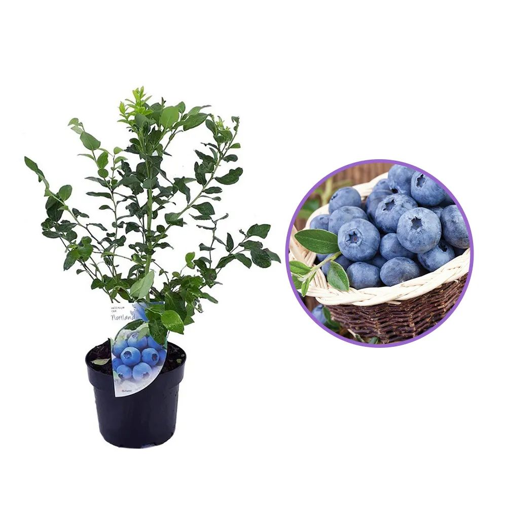 Afin Northland (Vaccinium corymbosum), cu fructe dulci-acrisoare, productie constanta,  an 1 pe rod