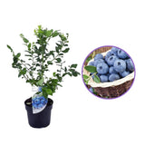 Afin Northland (Vaccinium corymbosum), cu fructe dulci-acrisoare, productie constanta,  an 1 pe rod