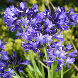 Crin African (Agapanthus) Azzurro, flori albastre, inflorire continua, planta perena rezistenta