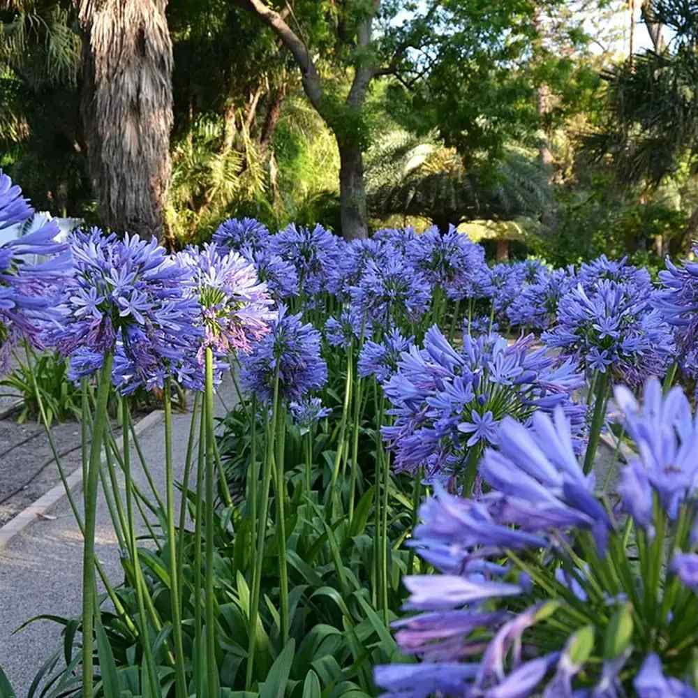 Crin African (Agapanthus) Azzurro, flori albastre, inflorire continua, planta perena rezistenta