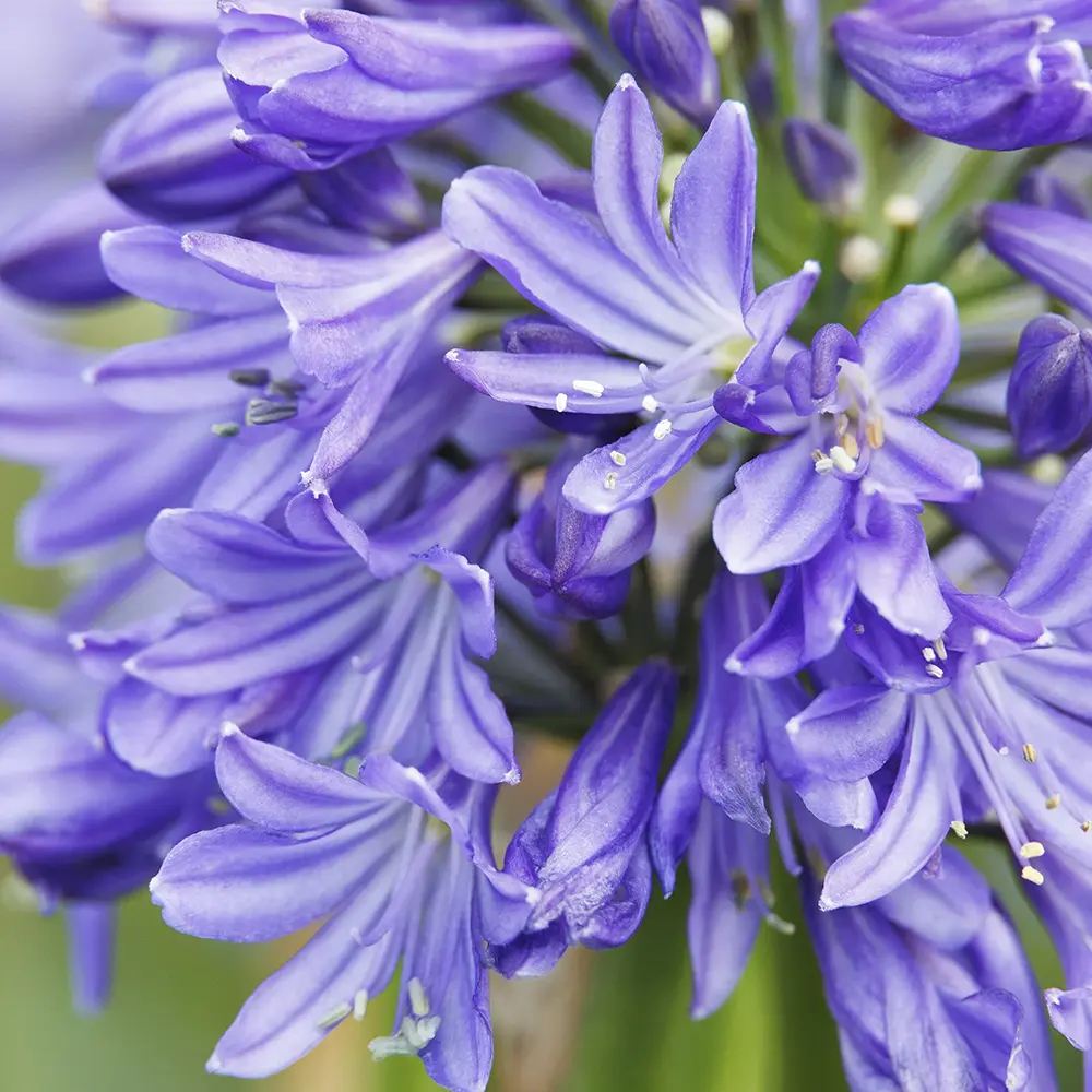 Crin African (Agapanthus) Azzurro, flori albastre, inflorire continua, planta perena rezistenta