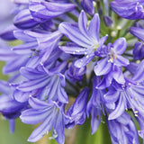 Crin African (Agapanthus) Azzurro, flori albastre, inflorire continua, planta perena rezistenta