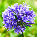 Crin african albastru Agapanthus African Queen, planta perena decorativa cu flori mari pentru gradina si terasa insorita