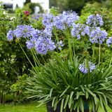 Crin african albastru Agapanthus African Queen, planta perena decorativa cu flori mari pentru gradina si terasa insorita
