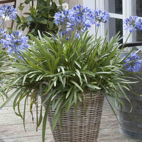Crin african albastru Agapanthus African Queen, planta perena decorativa cu flori mari pentru gradina si terasa insorita