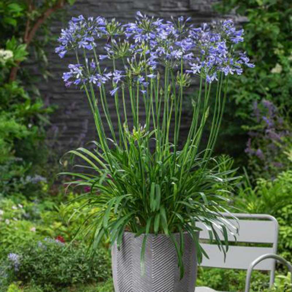Crin african albastru Agapanthus African Queen, planta perena decorativa cu flori mari pentru gradina si terasa insorita