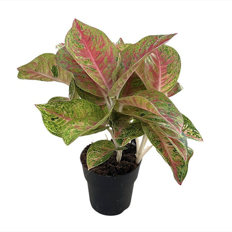 Aglaonema Grand Poppy, planta tropicala exotica, purificatoare de aer, usor de ingrijit - 30 cm