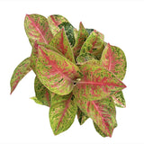 Aglaonema Grand Poppy, planta tropicala exotica, purificatoare de aer, usor de ingrijit - 30 cm