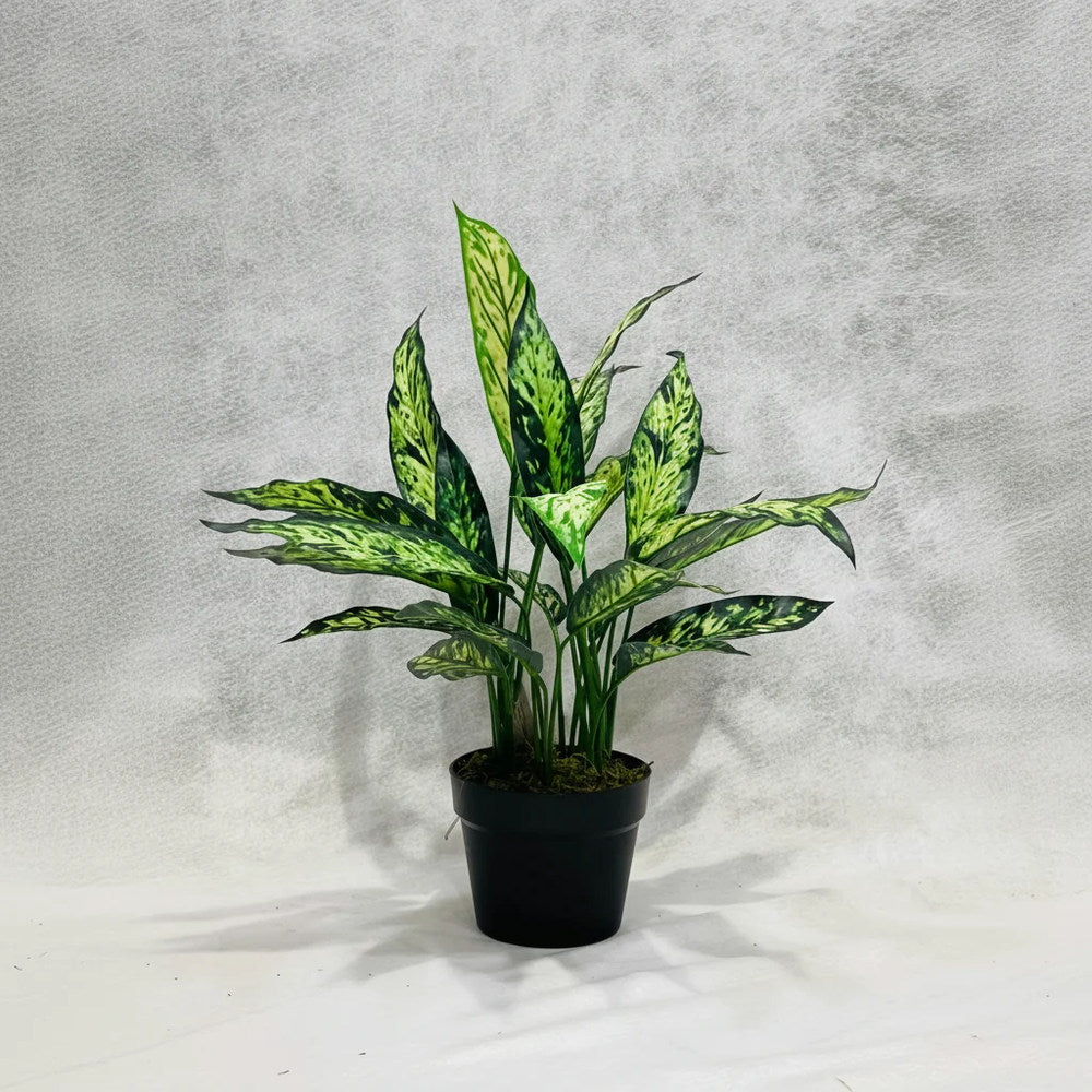 Aglaonema Silver Queen, 50 cm, frunze alungite, argintii, cu margini si nervuri verzi, planta tropicala exotica, purificatoare de aer, usor de ingrijit