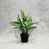 Aglaonema Silver Queen, 50 cm, frunze alungite, argintii, cu margini si nervuri verzi, planta tropicala exotica, purificatoare de aer, usor de ingrijit