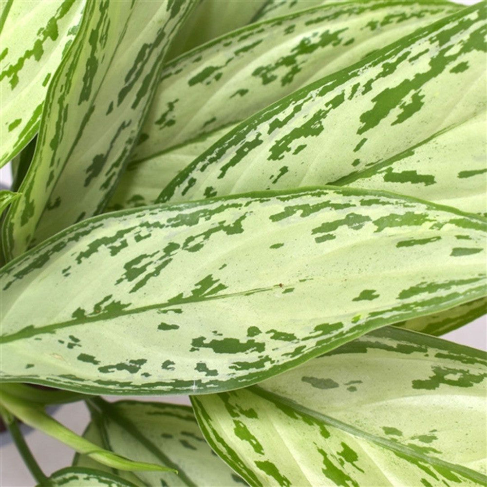 Aglaonema Silver Queen, 50 cm, frunze alungite, argintii, cu margini si nervuri verzi, planta tropicala exotica, purificatoare de aer, usor de ingrijit