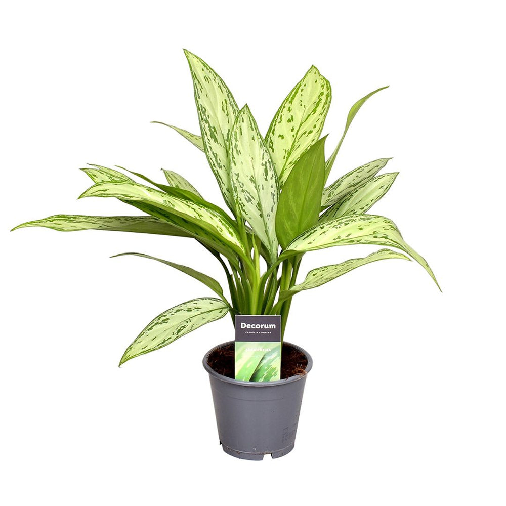 Aglaonema Silver Queen, 50 cm, frunze alungite, argintii, cu margini si nervuri verzi, planta tropicala exotica, purificatoare de aer, usor de ingrijit