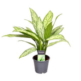 Aglaonema Silver Queen, 50 cm, frunze alungite, argintii, cu margini si nervuri verzi, planta tropicala exotica, purificatoare de aer, usor de ingrijit