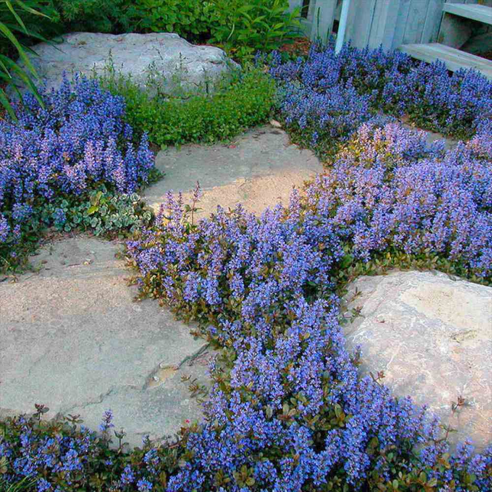 Vinetica Chocolate Chips (Ajuga reptans), planta decorativa vesnic verde cu frunzis intunecat si flori albastre