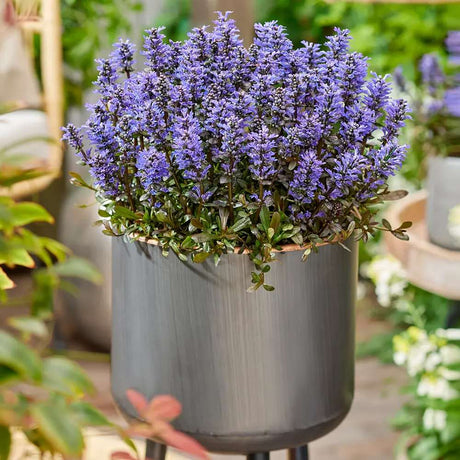 Vinetica Ajuga Feathered Friends Noble Nightingale (Ajuga reptans), planta perena cu frunze decorative multicolore, flori mov, acopertoare de sol