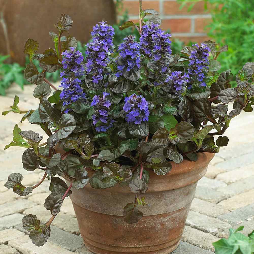 Vinetica Black Scallop (Ajuga reptans), vesnic verde cu frunzis mov-inchis lucios si flori albastre decorative, acoperitoare de sol