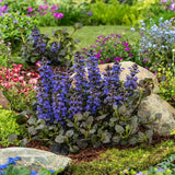 Vinetica Black Scallop (Ajuga reptans), vesnic verde cu frunzis mov-inchis lucios si flori albastre decorative, acoperitoare de sol