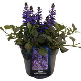 Vinetica Black Scallop (Ajuga reptans), vesnic verde cu frunzis mov-inchis lucios si flori albastre decorative, acoperitoare de sol