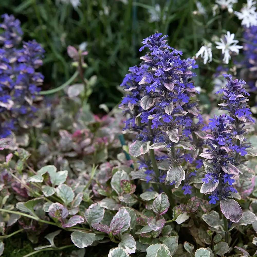 Vinetica Burgundy Glow (Ajuga reptans), planta decorativa vesnic verde cu frunzis tricolor si flori albastre