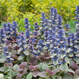 Vinetica Burgundy Glow (Ajuga reptans), planta decorativa vesnic verde cu frunzis tricolor si flori albastre