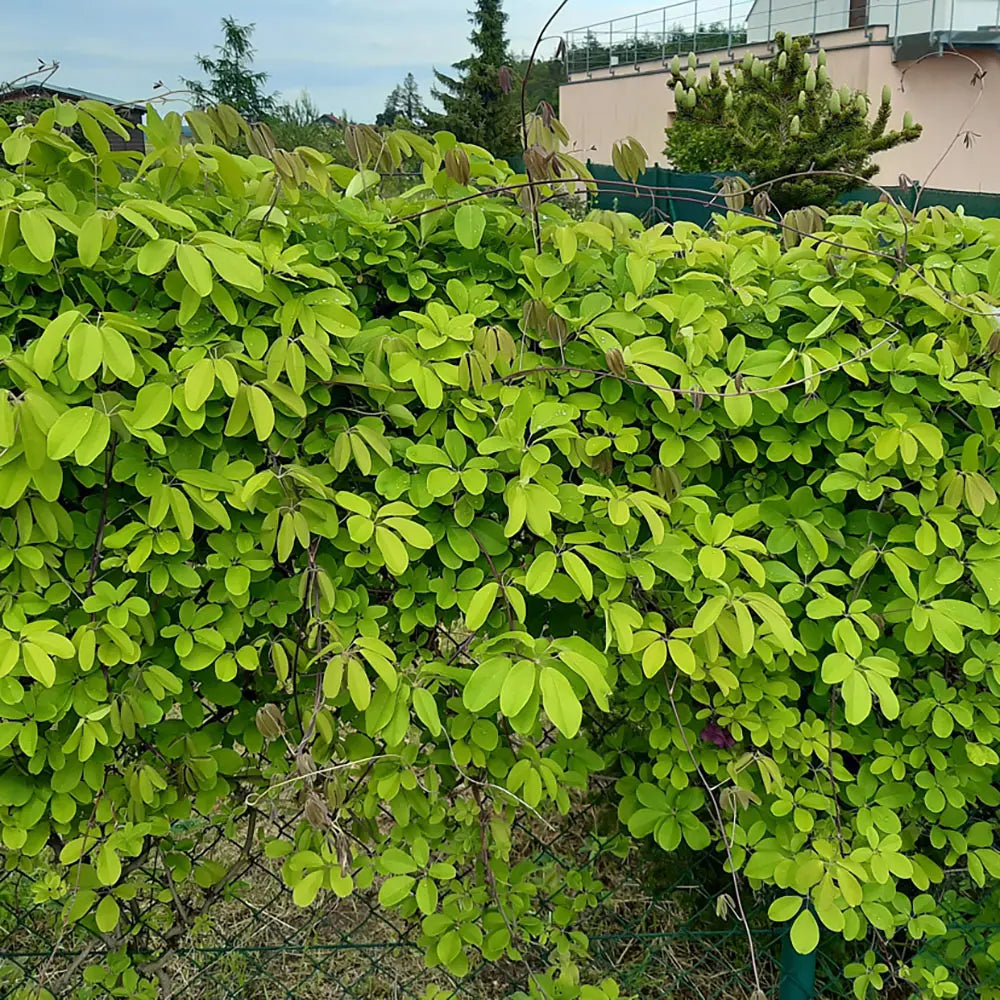 Vita de ciocolata (Akebia quinata), cu flori parfumate violet-rosiatica, si fructele exotice, cataratoare