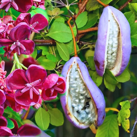 Vita de ciocolata (Akebia quinata), cu flori parfumate violet-rosiatica, si fructele exotice, cataratoare