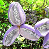 Vita de ciocolata (Akebia quinata), cu flori parfumate violet-rosiatica, si fructele exotice, cataratoare