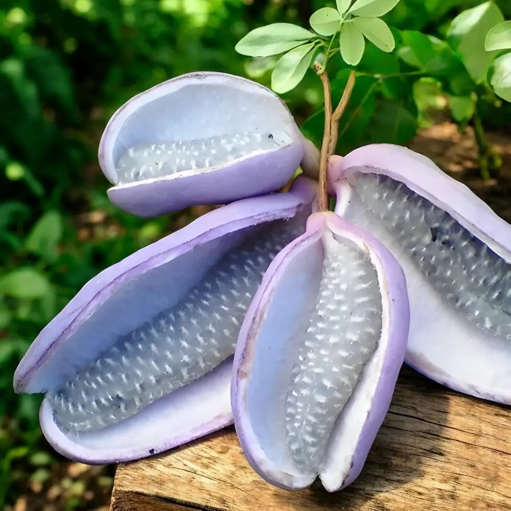 Vita de ciocolata (Akebia quinata), cu flori parfumate violet-rosiatica, si fructele exotice, cataratoare