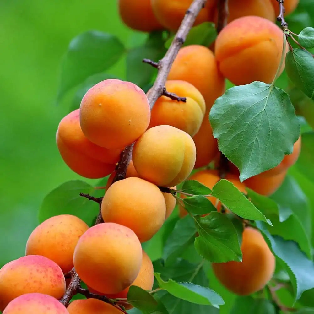 Cais (Prunus armeniaca) San Francesco, cu fructe dulci portocalii, an 2 pe rod