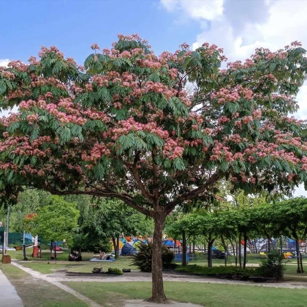 Arbore de matase Albizia Tropical Dream,  flori roz, parfumate, rezistent la inghet