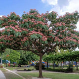 Arbore de matase Albizia Tropical Dream,  flori roz, parfumate, rezistent la inghet