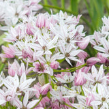 Bulbi Ceapa Ornamentala (Allium) Cameleon, set de 10 bulbi cu  flori alb-roz, atractie pentru albine, rezistenti la frig