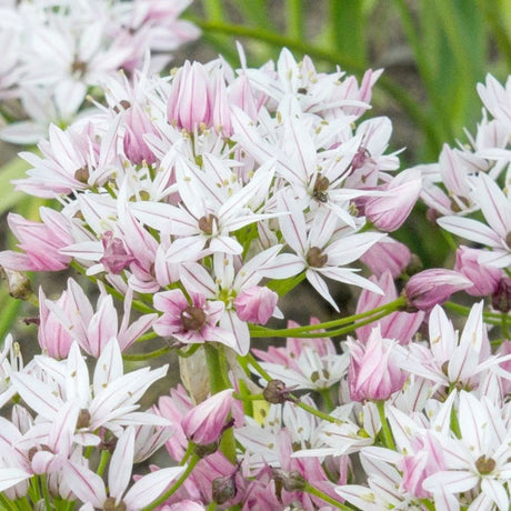 Bulbi Ceapa Ornamentala (Allium) Cameleon, set de 10 bulbi cu  flori alb-roz, atractie pentru albine, rezistenti la frig