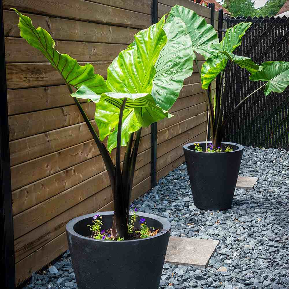 Urechea Elefantului (Alocasia) Imperial Red, Frunze mari cu nuante verzi si rosu bordo - 150 cm