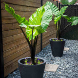 Urechea Elefantului (Alocasia) Imperial Red, Frunze mari cu nuante verzi si rosu bordo - 150 cm