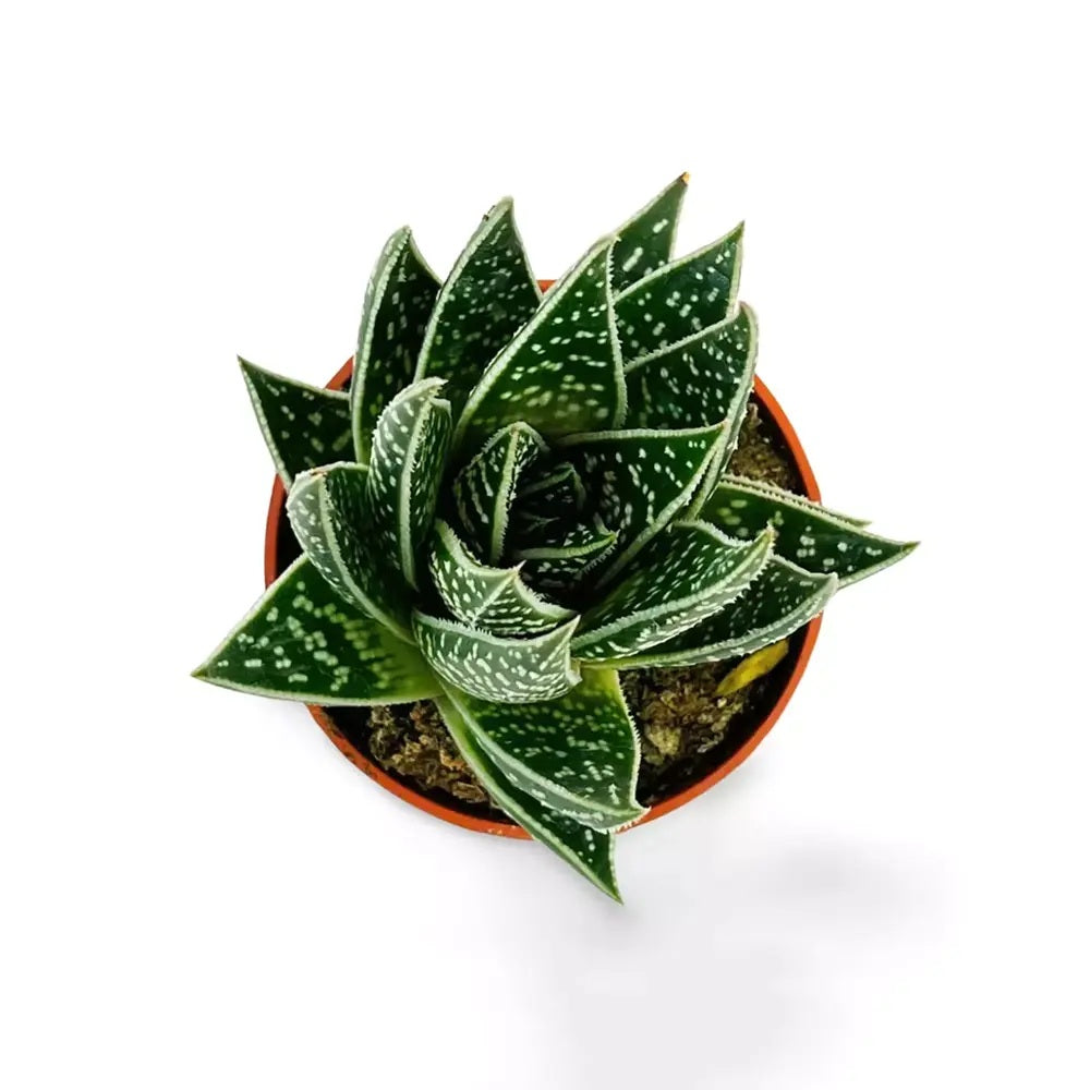 Aloe Tiki Tahi Planta in Ghiveci, planta de interior, suculenta decorativa, usor de ingrijit - 15 cm