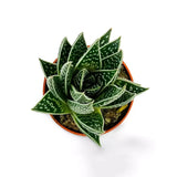 Aloe Tiki Tahi Planta in Ghiveci, planta de interior, suculenta decorativa, usor de ingrijit - 15 cm