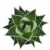Aloe Tiki Tahi Planta in Ghiveci, planta de interior, suculenta decorativa, usor de ingrijit - 15 cm