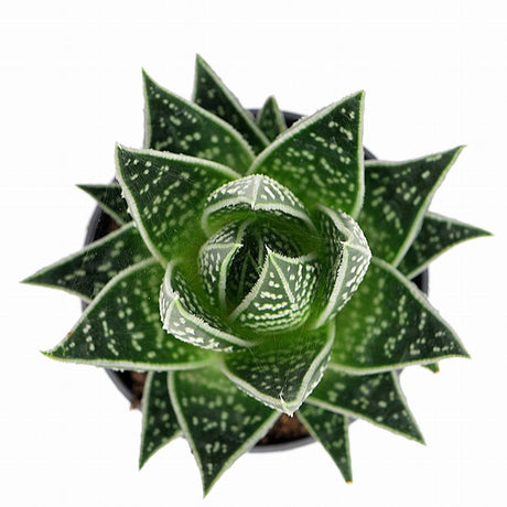 Aloe Tiki Tahi Planta in Ghiveci, planta de interior, suculenta decorativa, usor de ingrijit - 15 cm