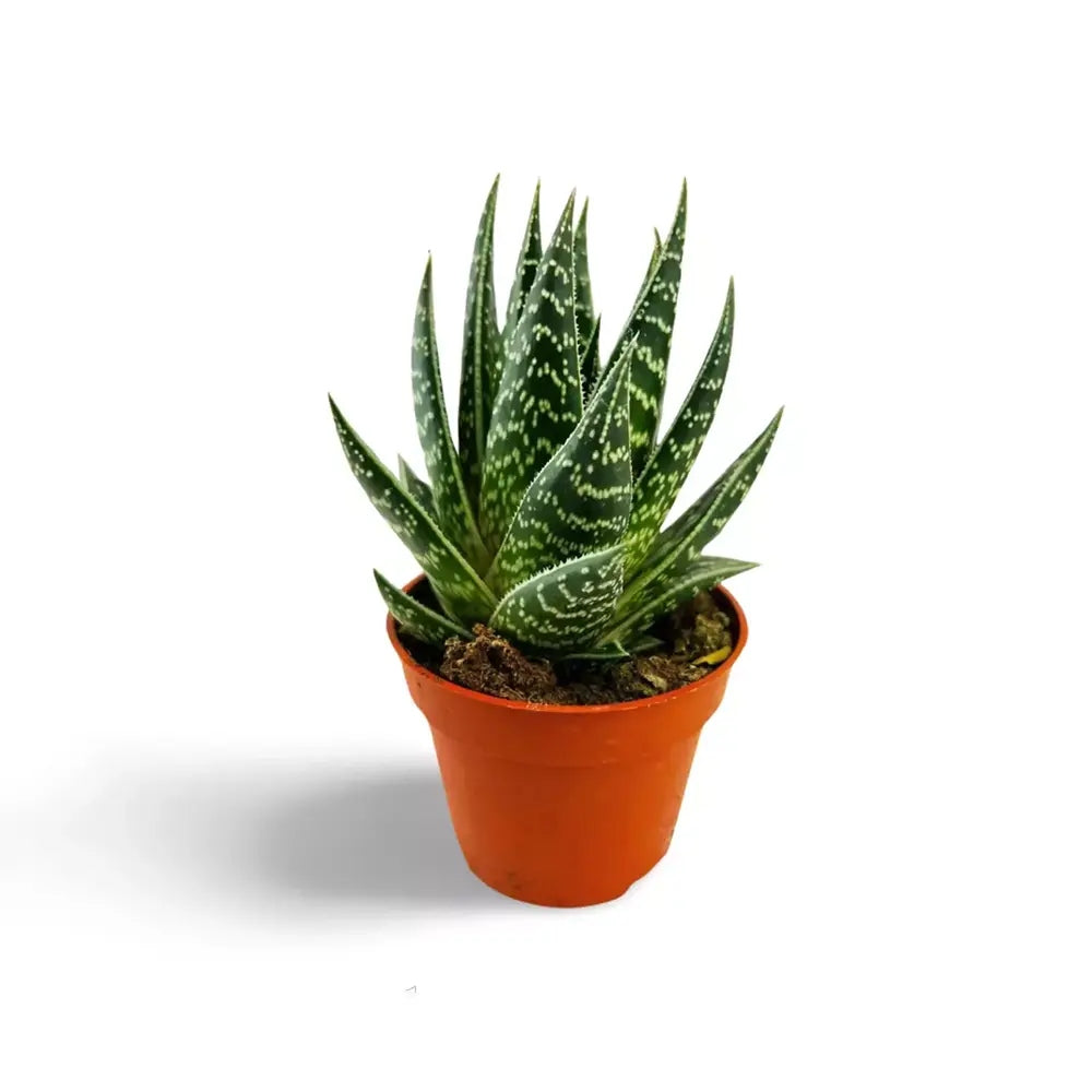 Aloe Tiki Tahi Planta in Ghiveci, planta de interior, suculenta decorativa, usor de ingrijit - 15 cm