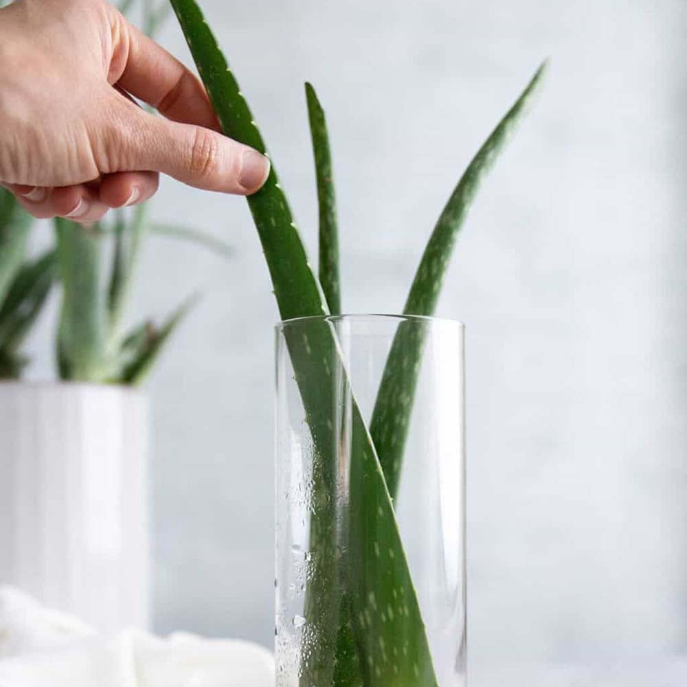 Aloe Vera Planta in Ghiveci – Gel Natural pentru Piele, Ingrijire si Vindecare - 85 cm