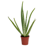 Aloe Vera Planta in Ghiveci, 45 cm, Gel Natural pentru Piele, Ingrijire si Vindecare