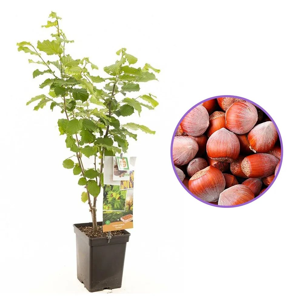 Alun Cosford (Corylus avellana), cu gust dulce-nucos, an 2 pe rod