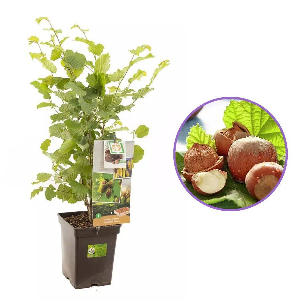 Alun Halle'sche Riesen (Corylus avellana), cu gust dulce puternic, an 2 pe rod