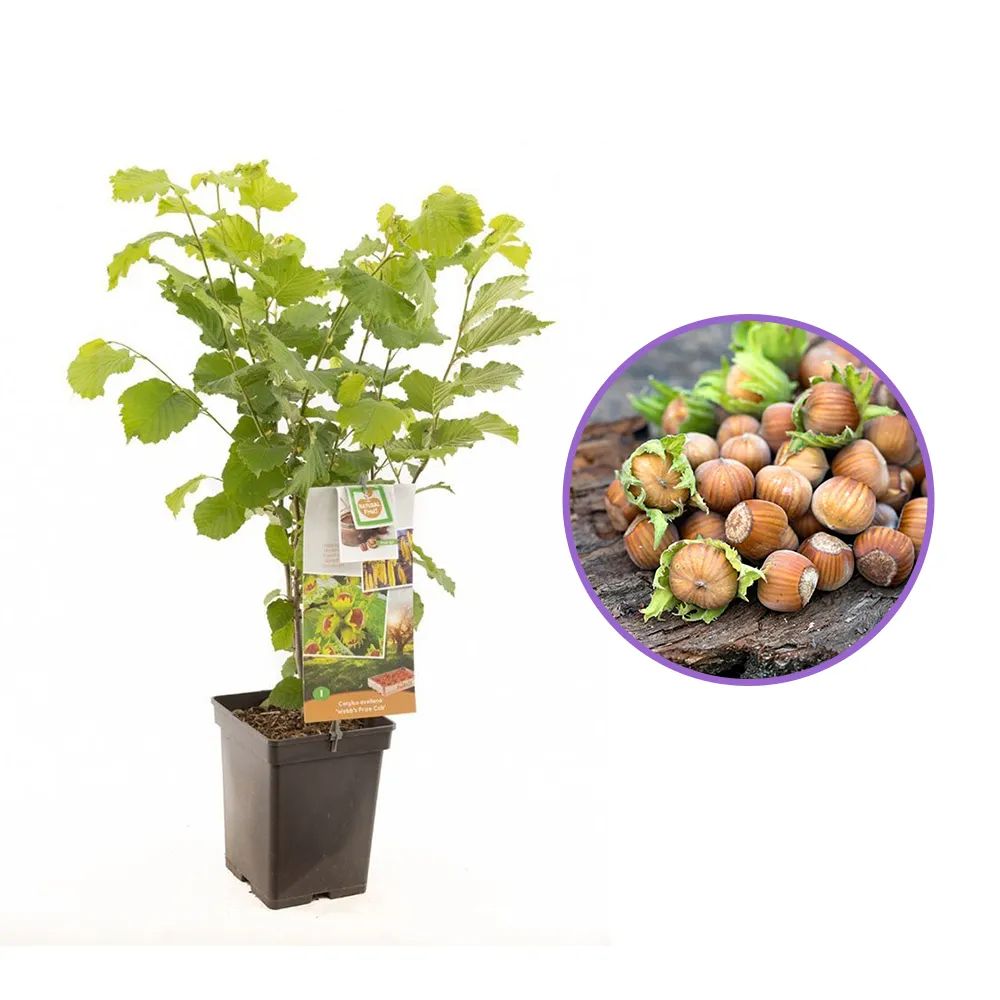Alun Webb's Prize Cob (Corylus avellana), cu gust dulce-bogat, an 2 pe rod